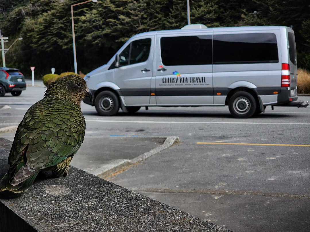 Cheeky Kea Travel New Zealand 2